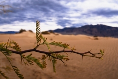 Death-Valley-Mesquite-0140