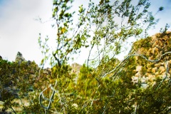Joshua Tree 0385