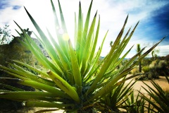 Joshua Tree 0342