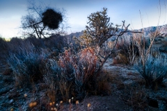 Mojave 2211