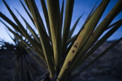 Mojave 2236