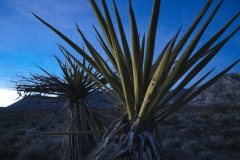 Mojave 2252
