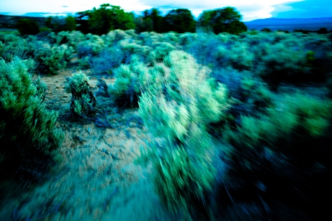 Sage-Tropic-7068-Web