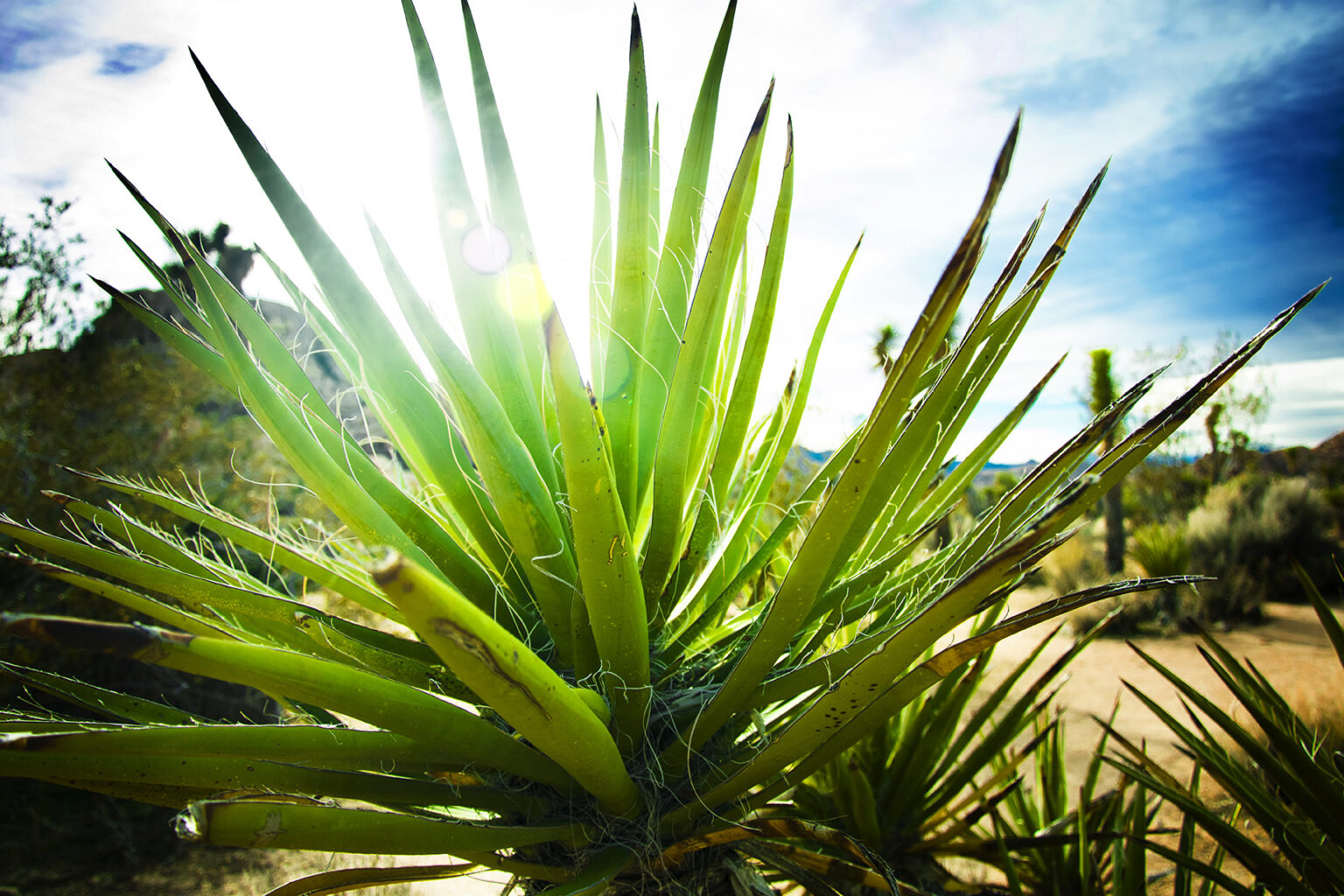 Joshua Tree 0342