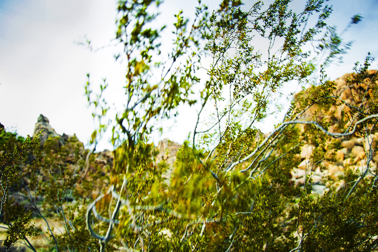 Joshua Tree 0385