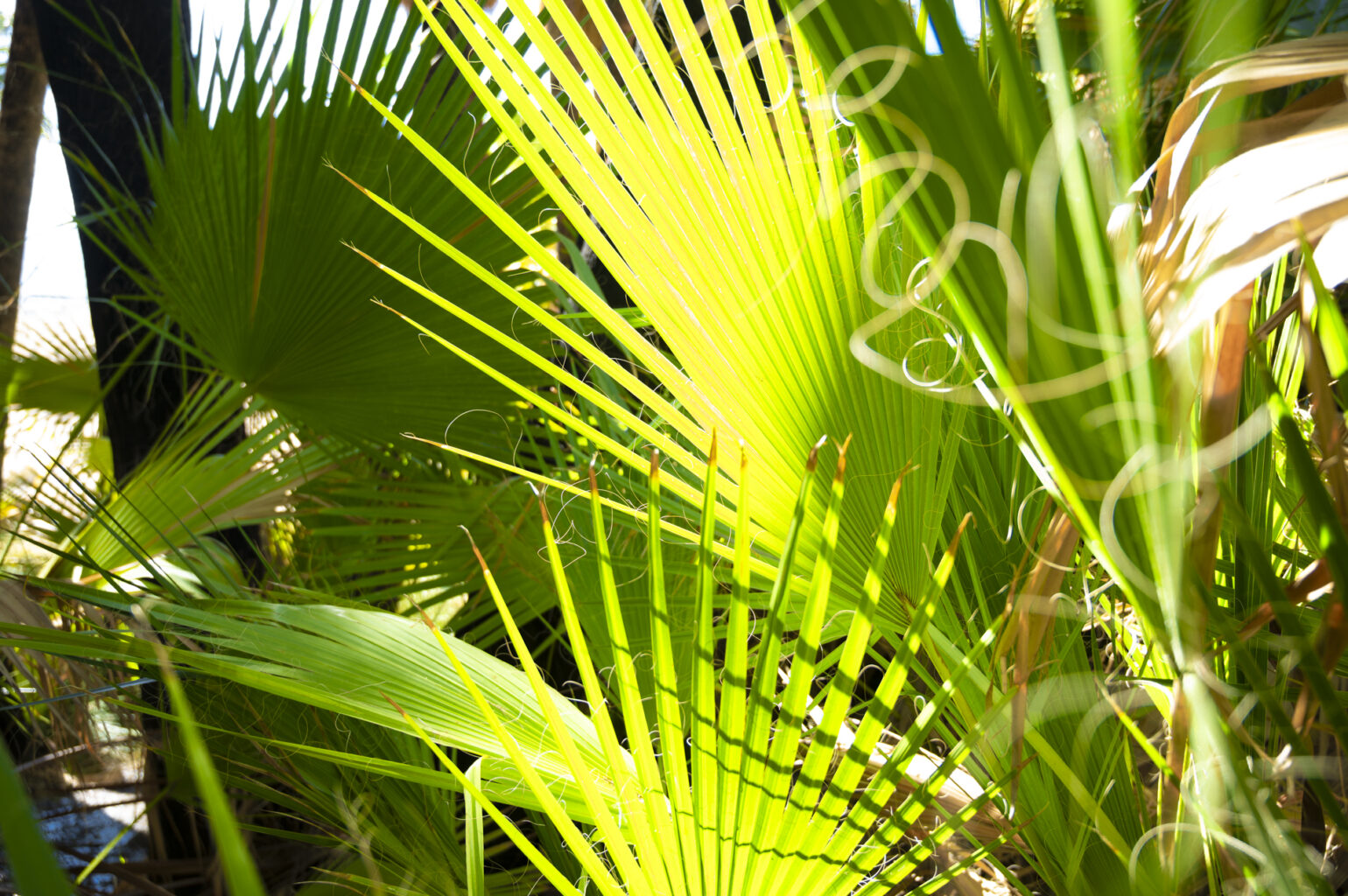Palm Springs Oasis 6890