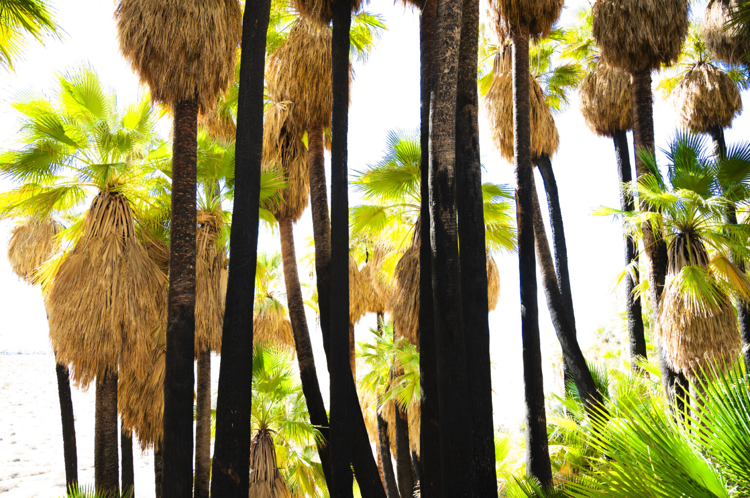 Palm Springs Oasis 6898