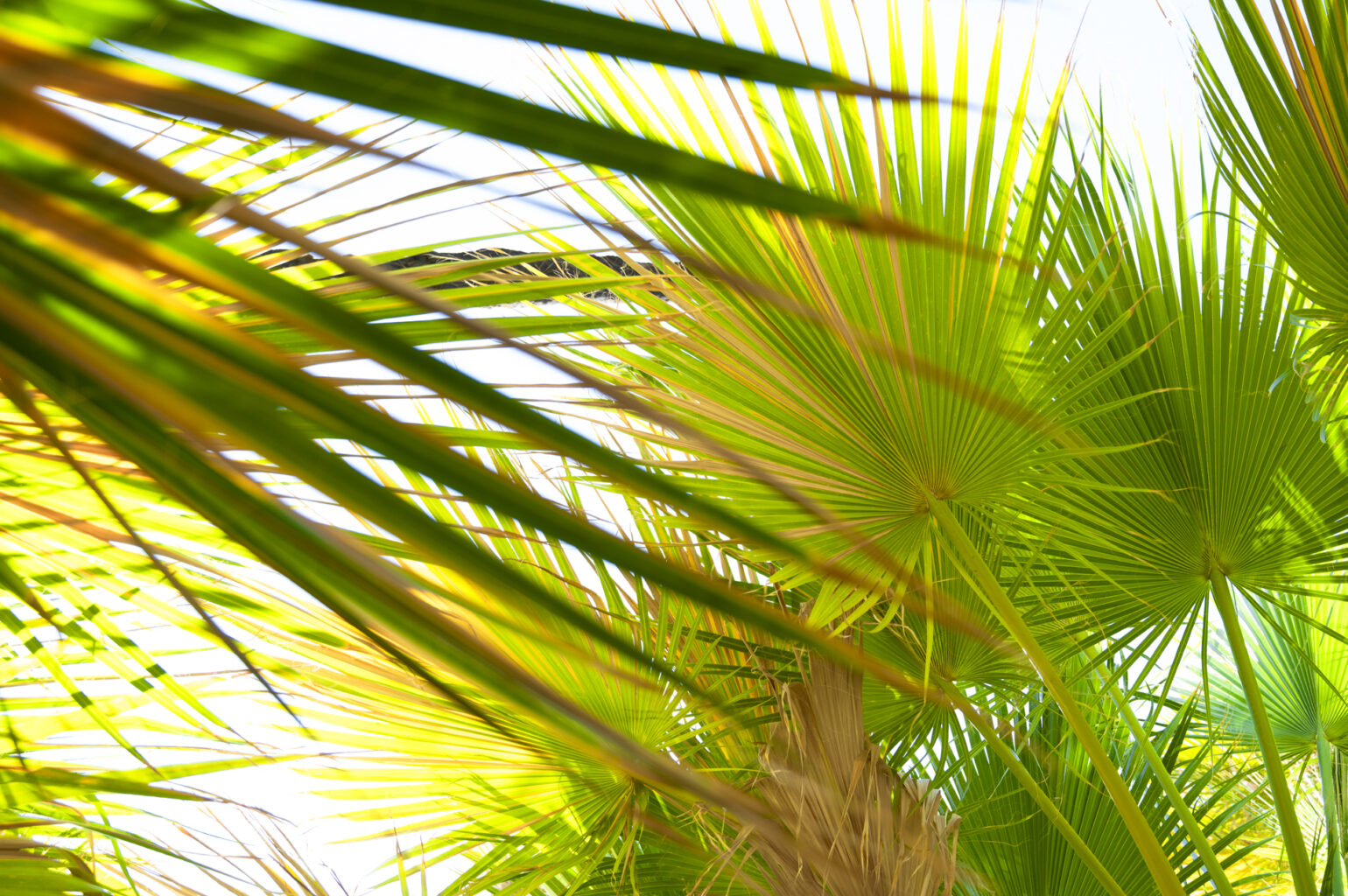 Palm Springs Oasis 6906