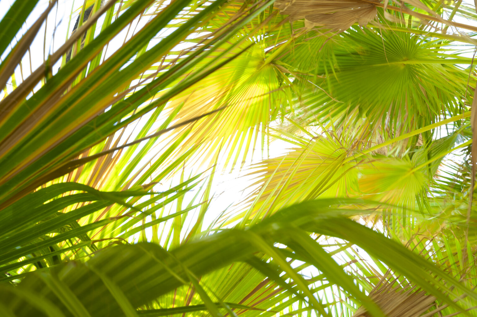 Palm Springs Oasis 6915