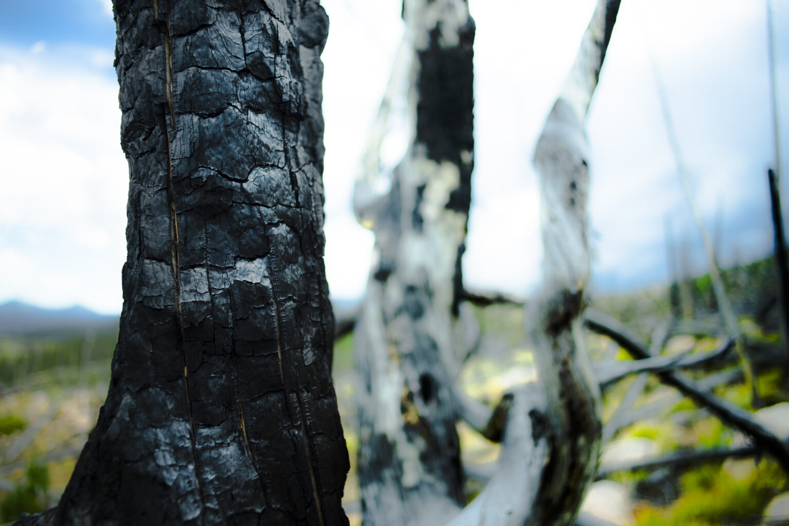 Tree, Idaho 7372