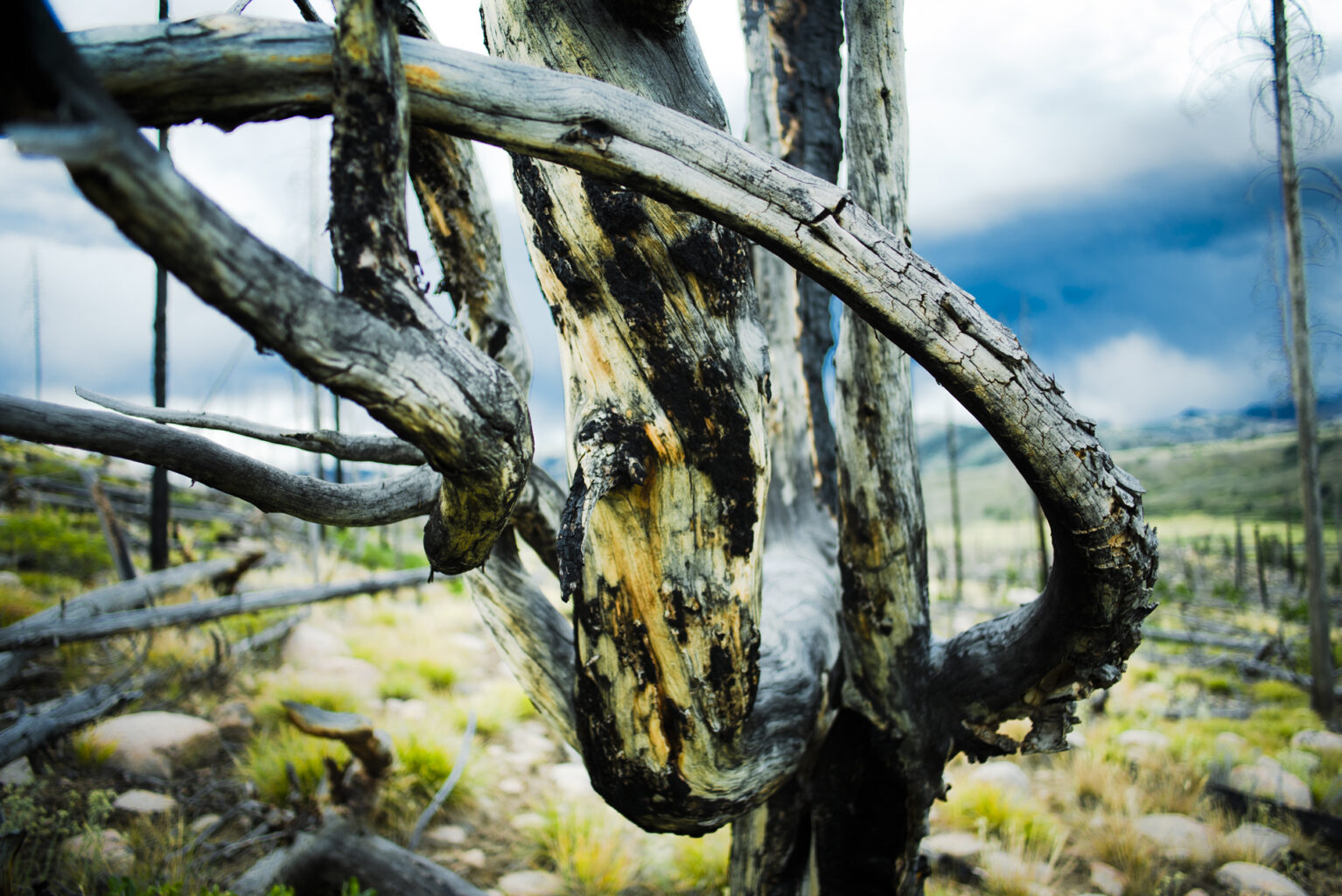 Tree, Idaho 7377