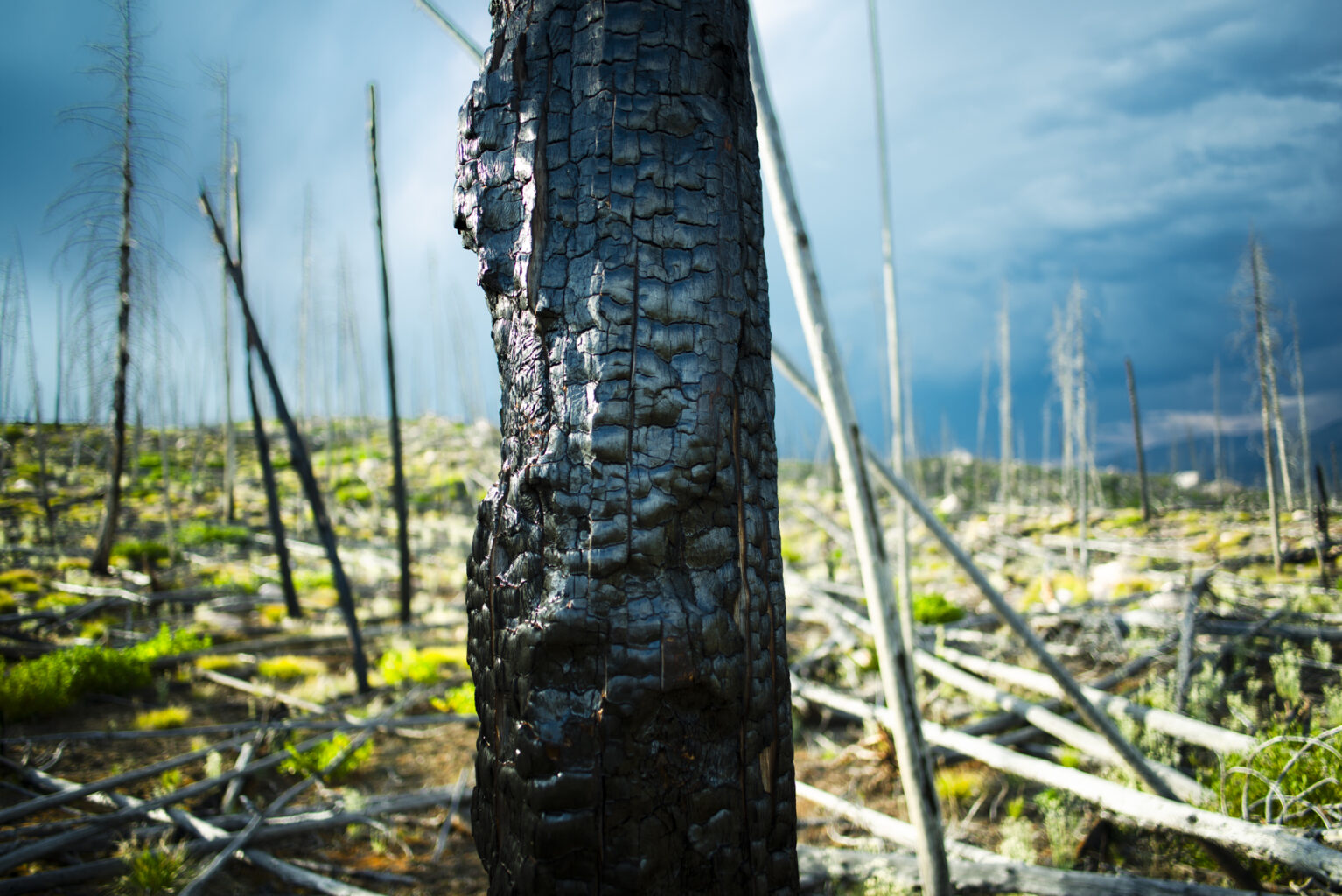 Tree, Idaho 7416