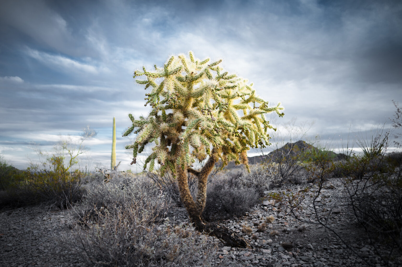 Organ Pipe 7715