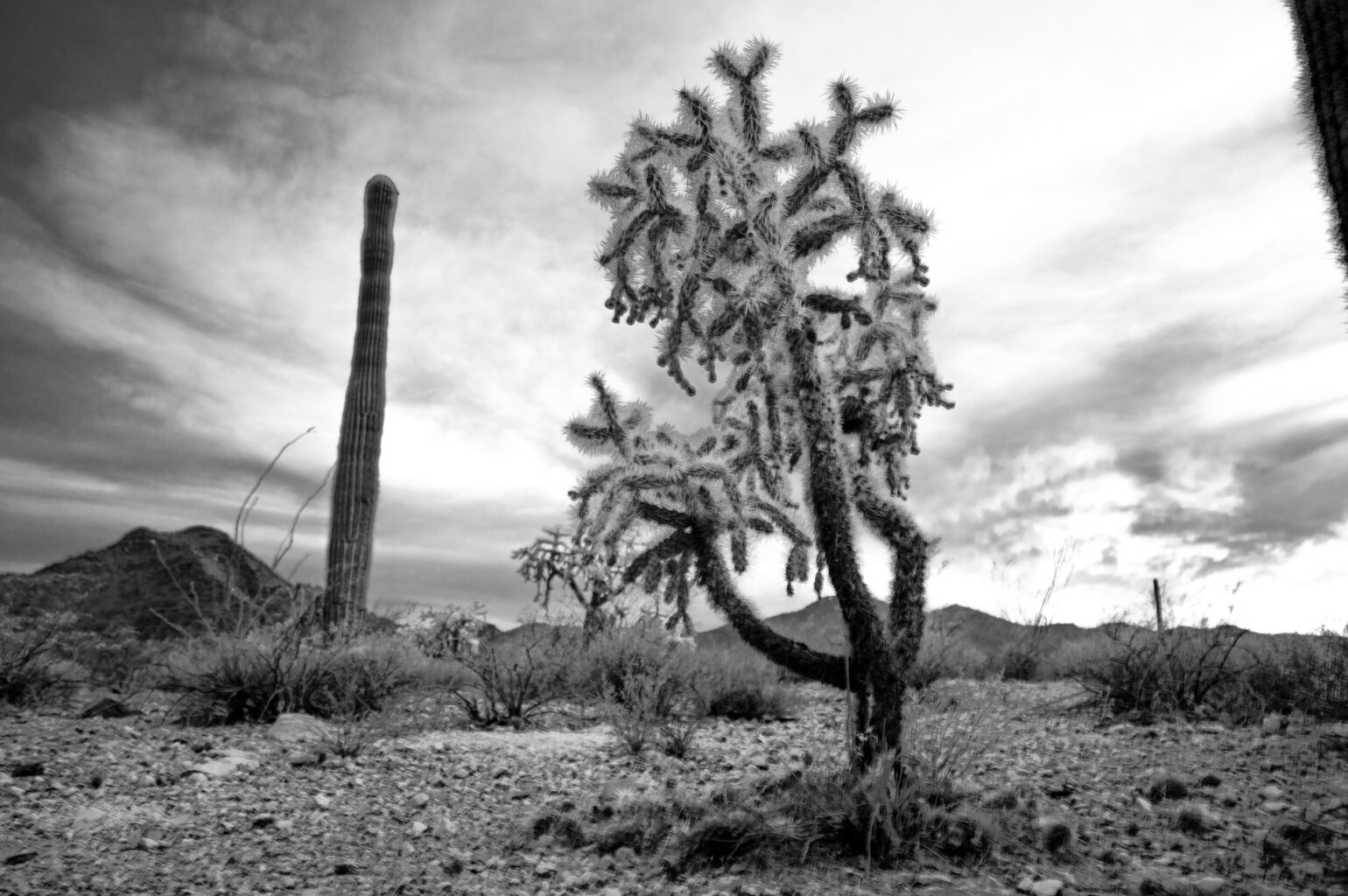 Organ Pipe BW 7750