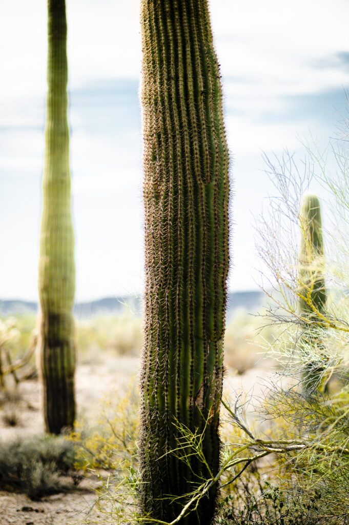 Organ Pipe 7437