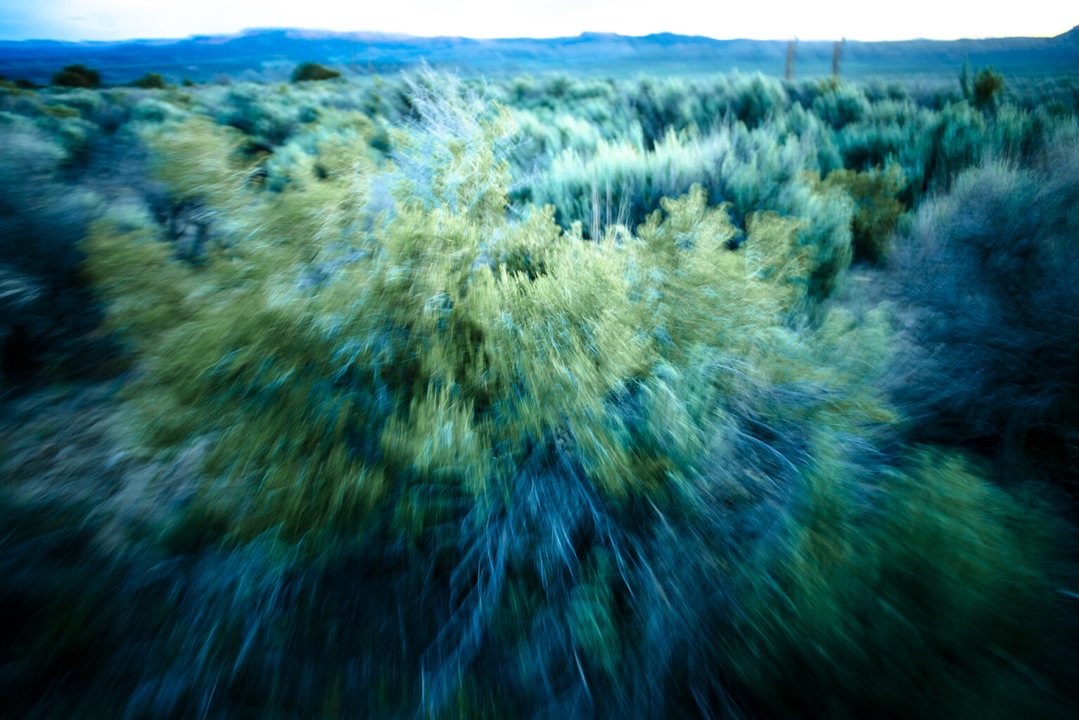 Sage, Tropic  7055