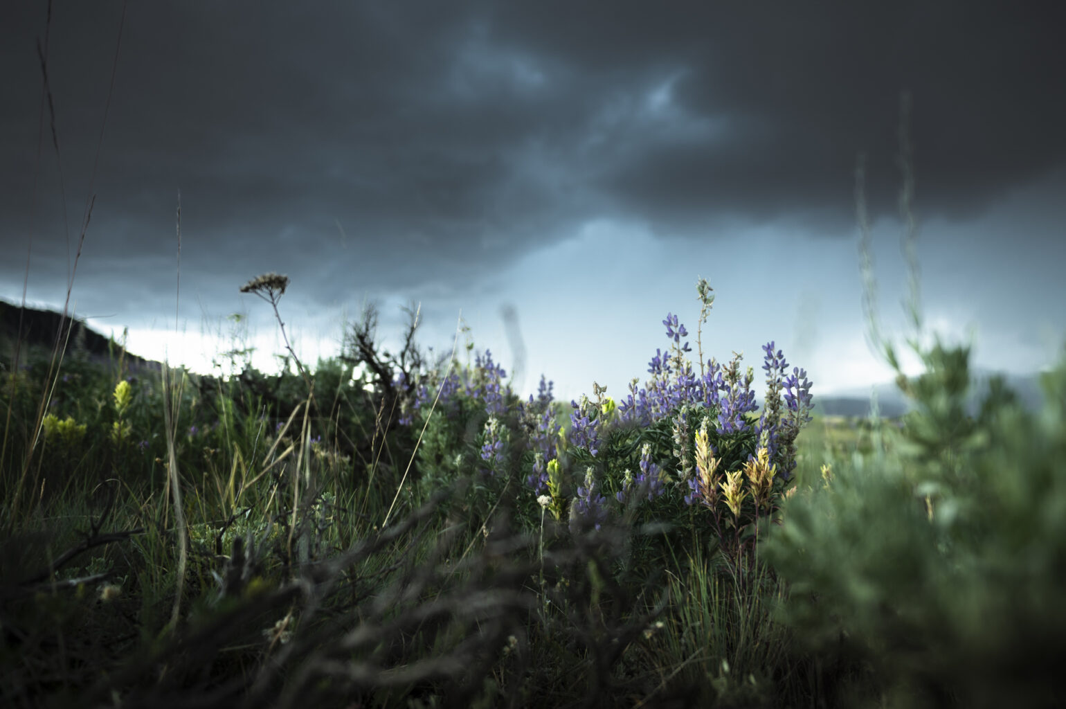 Sage and Flowers before a storm.