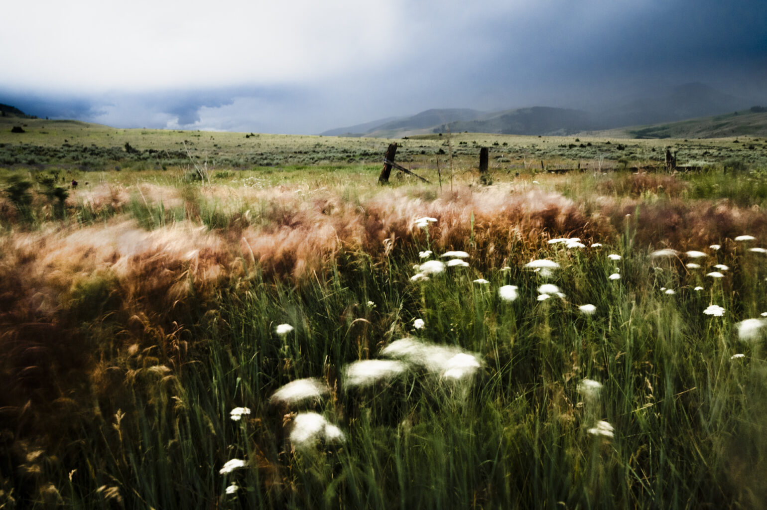 Red grasses blowing before a storm.