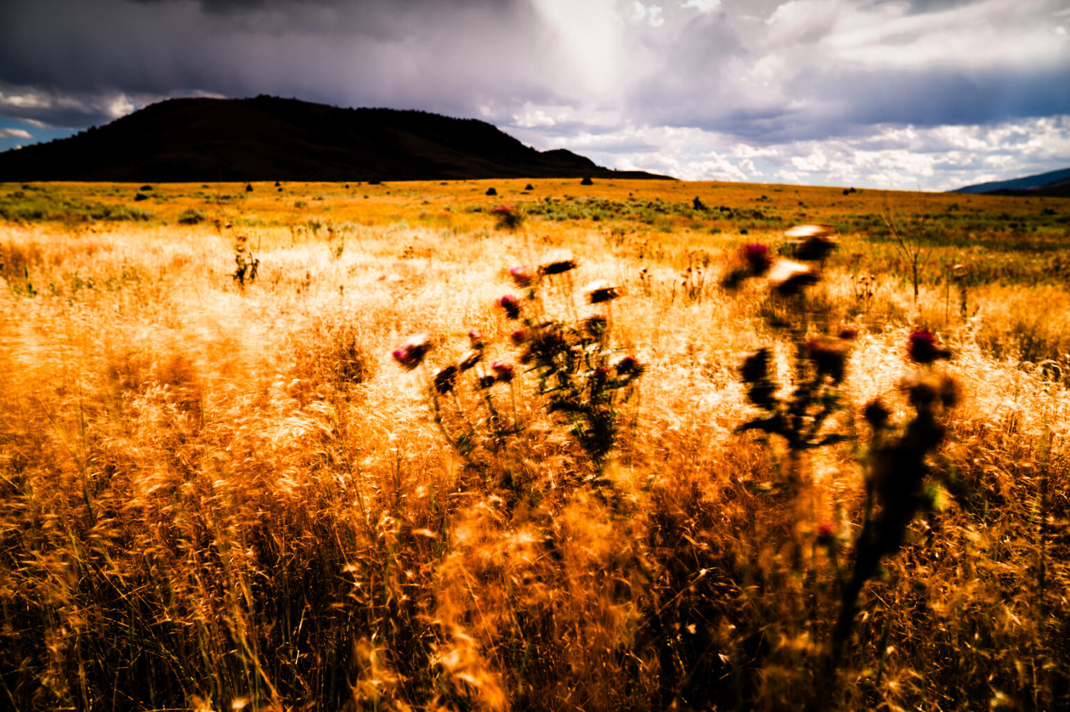 Weeds blowing in field of grasses.
