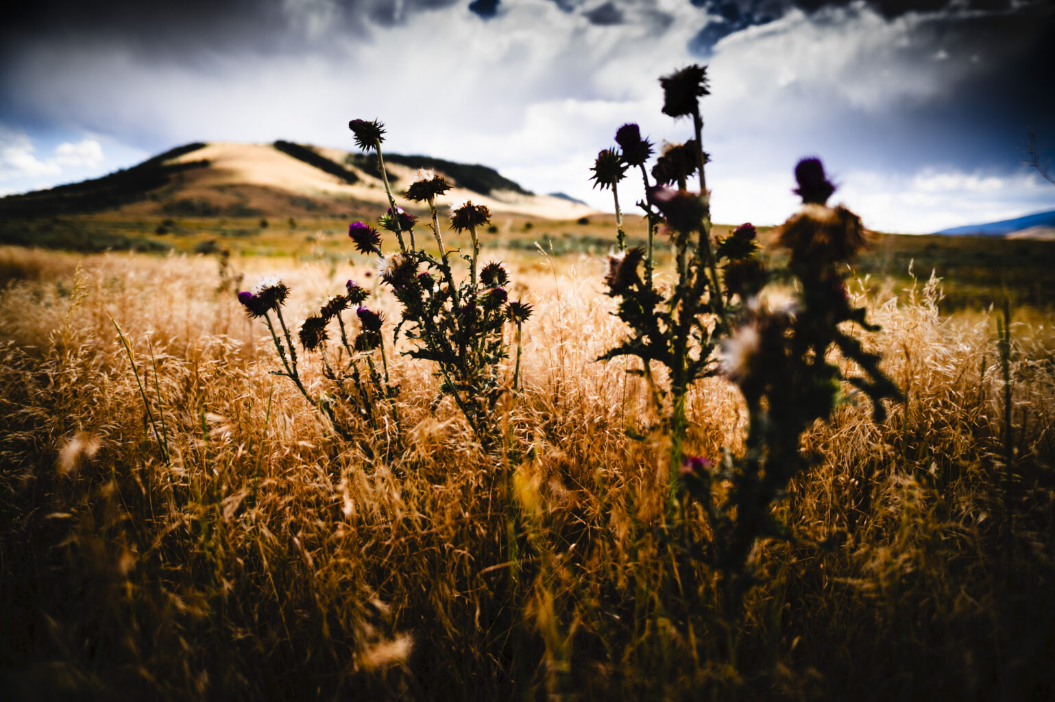 Weeds blowing in the wind in Paradise Valley, MT.